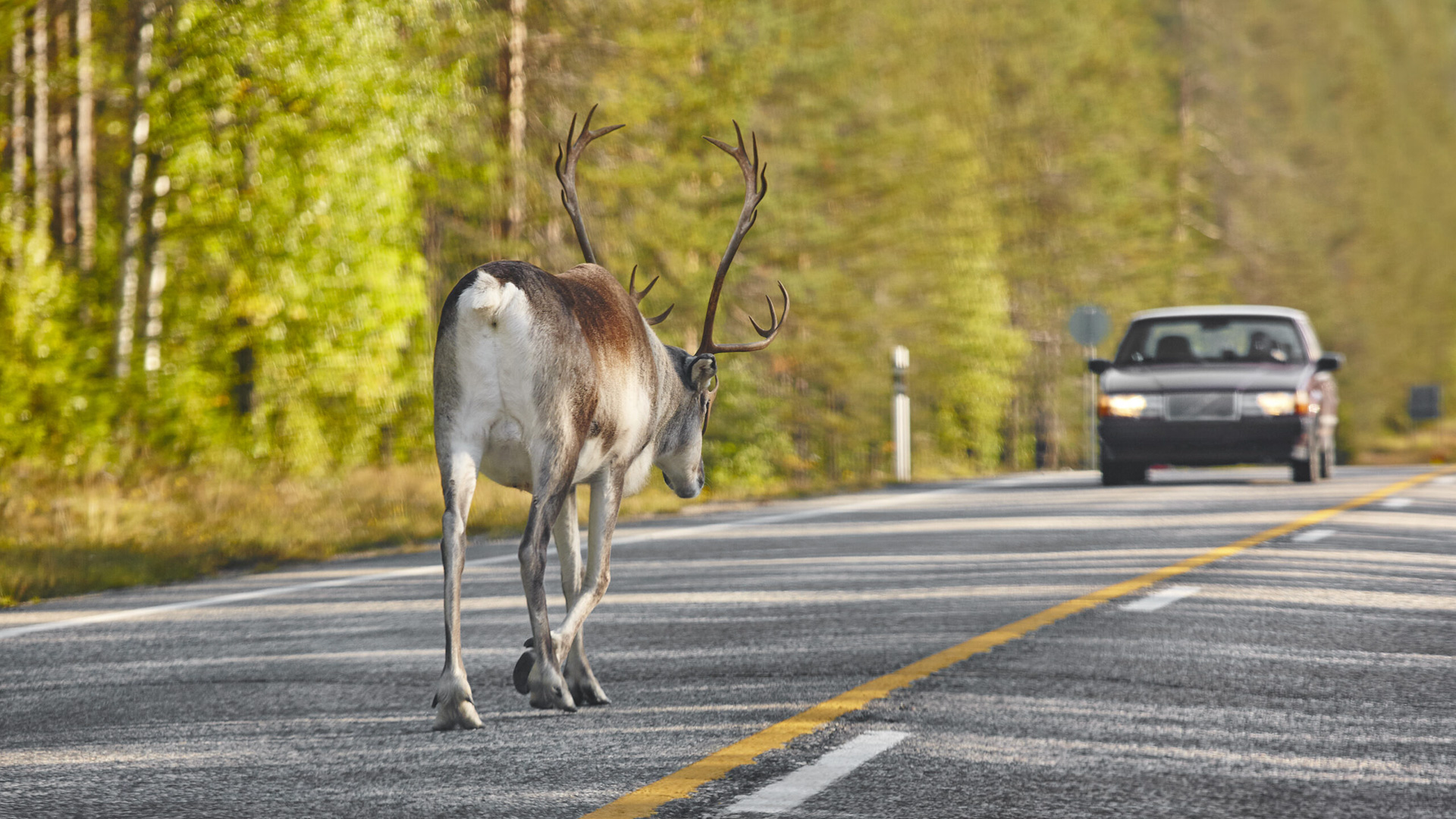 도로를 건너고 있는 야생동물의 모습