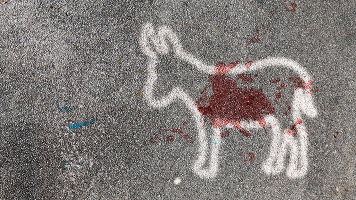 도로 위의 동물 스프레이 마킹과 피