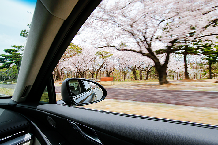 벚꽃이 만개한 도로를 달리는 차량 안에서 밖을 찍은 모습