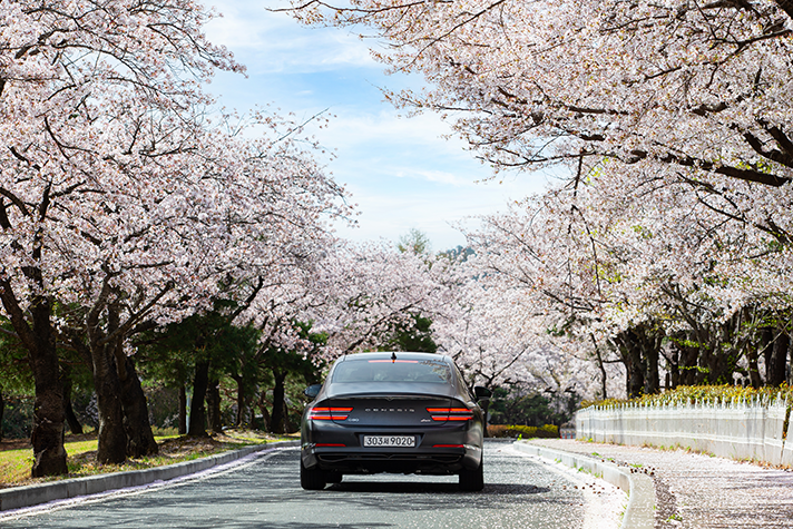 벚꽃이 만개한 도로를 달리는 제네시스 G80 후면 모습