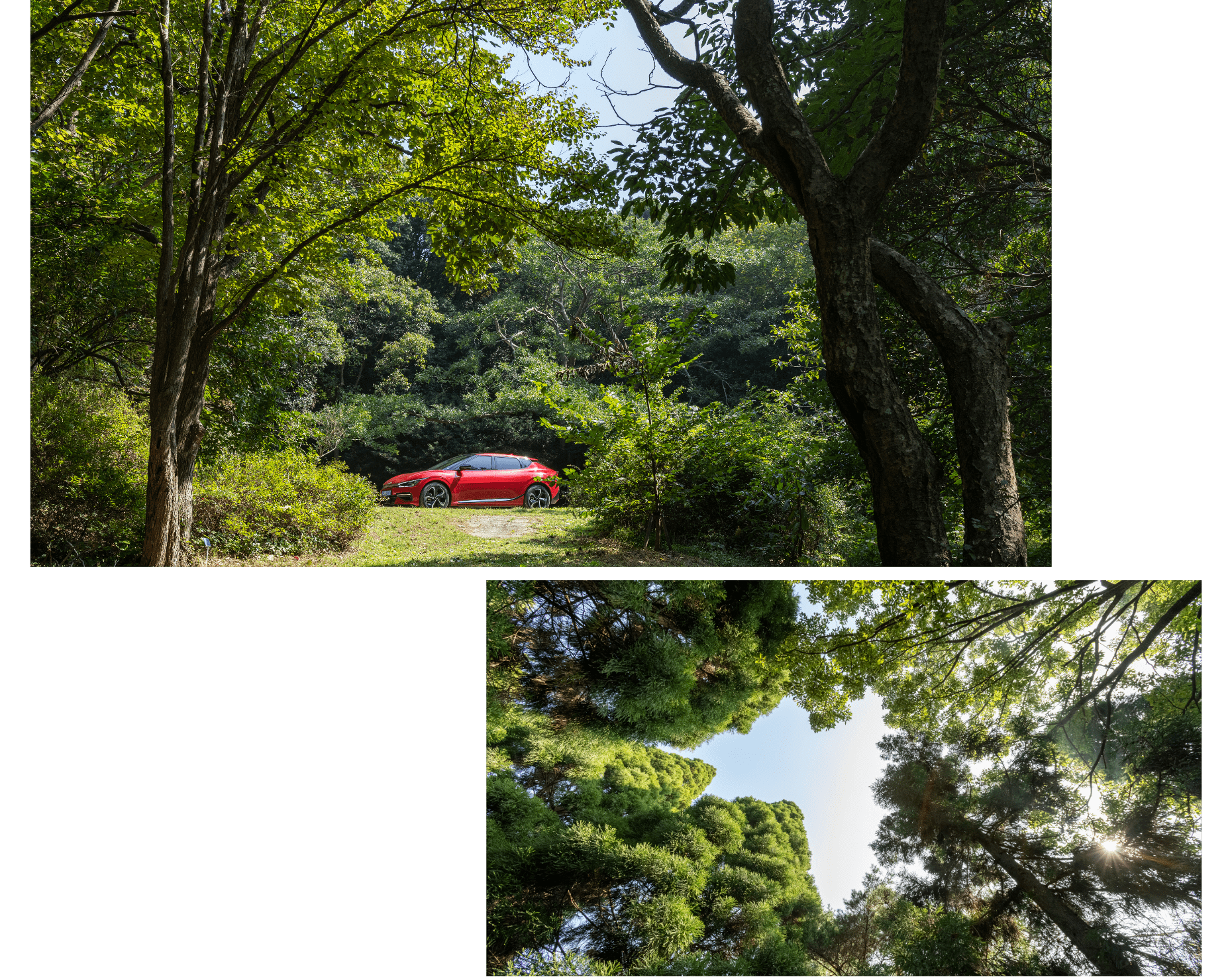 충남 태안 천리포수목원의 자연과 어우러진 기아 EV6의 모습