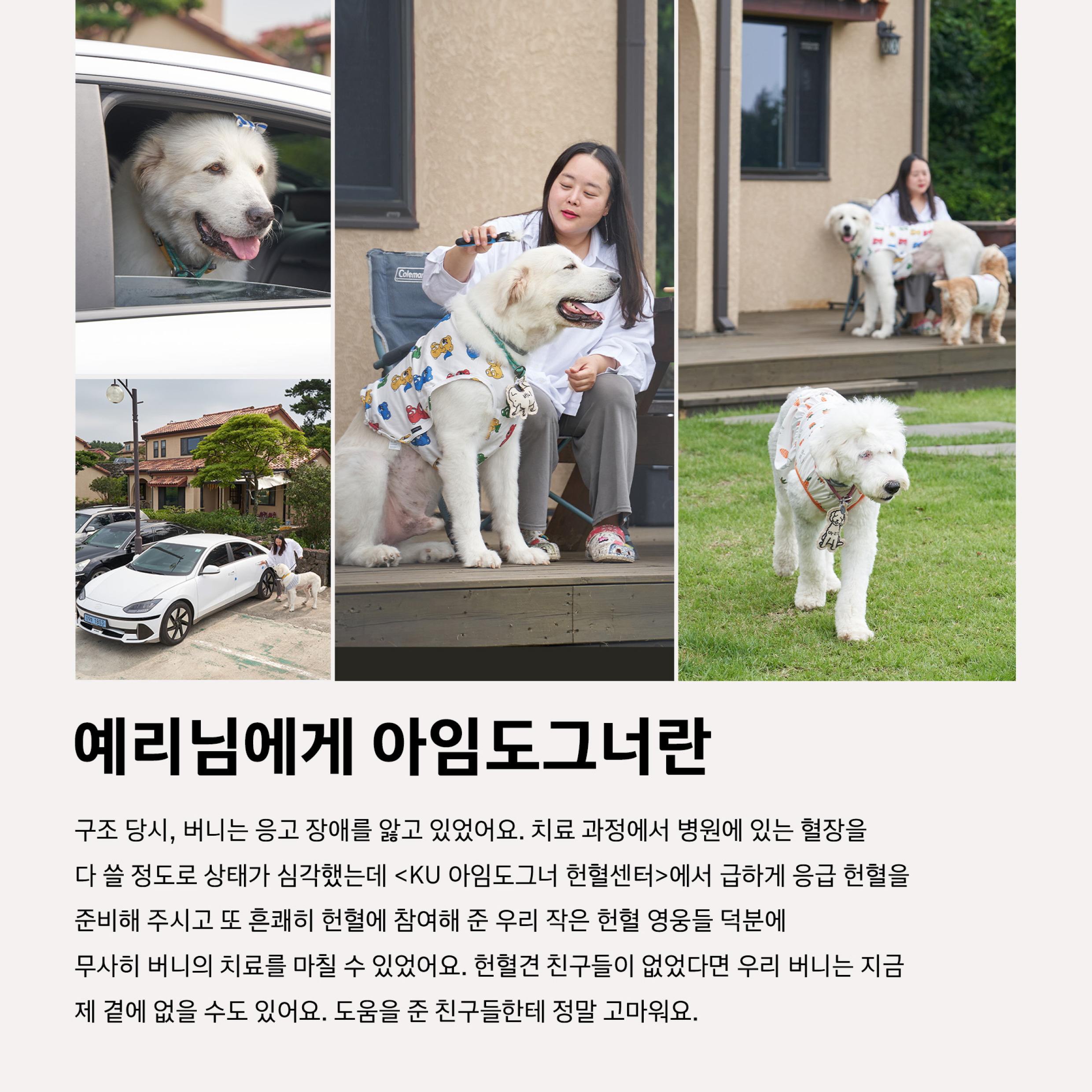 SNS 아임도그너 홍보물